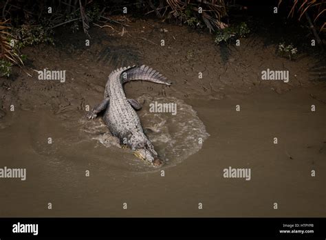 Crocodile in the Sundarbans national park, famous for its Royal Bengal Tiger in Bangladesh Stock ...