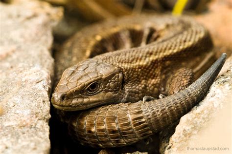 Close up picture of viviparous lizard / common lizard (Zootoca vivipara ...