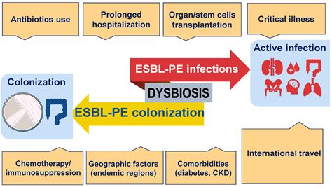 Antibiotics | Free Full-Text | The Impact of COVID-19 Pandemic on ESBL ...