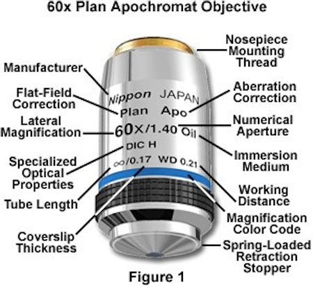 Anatomy of the Microscope - Objectives: Specifications and ...