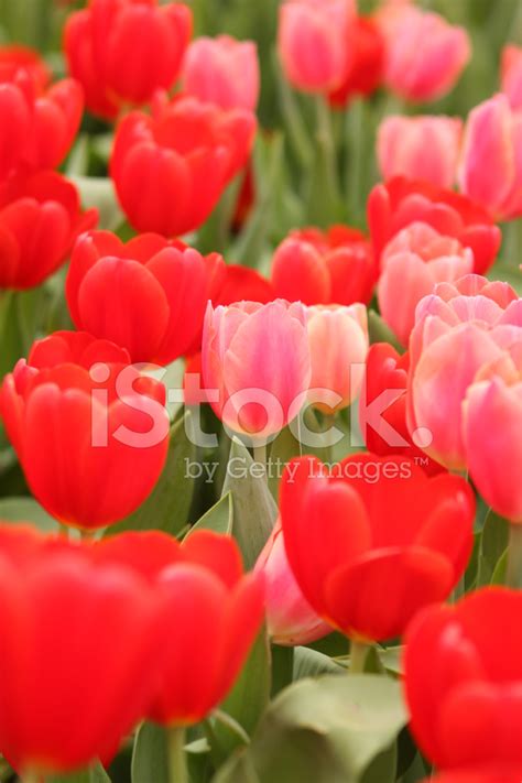 Red Tulip Garden Stock Photo | Royalty-Free | FreeImages