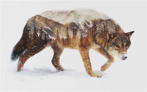 wolf, Animals, Nature, Landscape, Photo manipulation, Double exposure, Snow Wallpapers HD ...