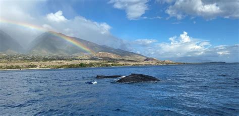 Best Maui Whale Watching Tours 2020 | Whale Sightings Guaranteed‎