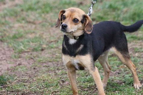 Beagle Chihuahua Mix For Adoption | PETSIDI