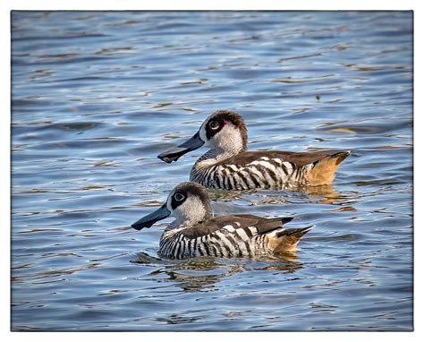 Pink-eared Ducks - Yerrabi Pond, ACT Planet Earth, Ducks, Dam, Pond, Australian, Birds, Water ...