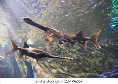 Paddlefish: Over 194 Royalty-Free Licensable Stock Photos | Shutterstock