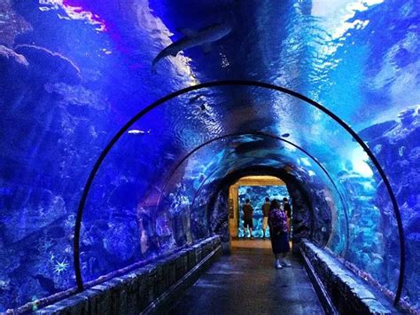 9 Best Aquariums in Las Vegas (Top Aquarium Guide) - FeelingVegas