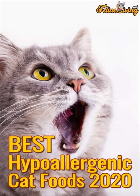 Best Hypoallergenic Cat Food: 2021 Buyer’s Guide & Reviews