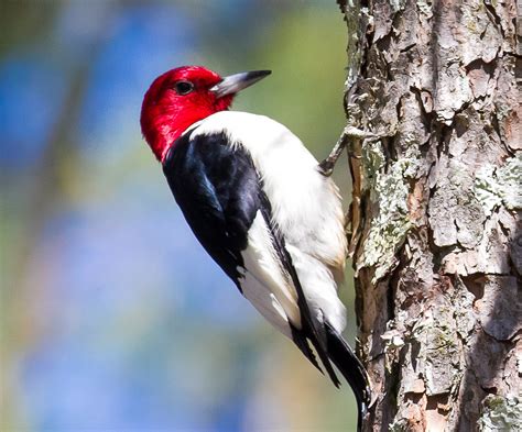 Red-headed Woodpecker Free Stock Photo - Public Domain Pictures