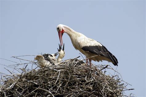 2048x1536 resolution | white and black pelican feeding baby pelicans HD ...