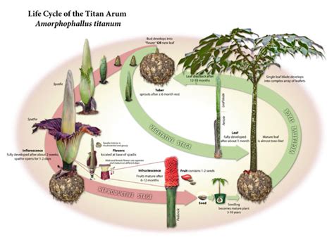 Titan Arum Archive