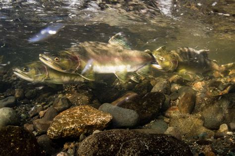 Salmon Spawning Event finally caught on camera.