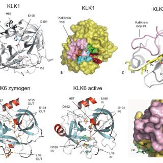 (PDF) Structure of plasma and tissue kallikreins