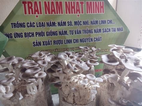 Kỹ thuật tự trồng nấm sò (nấm bào ngư) tại nhà - Linh chi Nhật Minh ...