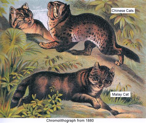 What Was Domesticated First Cats Or Dogs