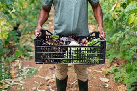 Ecological agriculture. Stock Photo | Adobe Stock