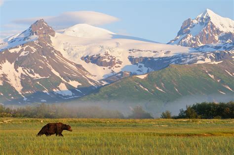 Hallo Bay, Katmai National Park and Preserve is home to many brown ...