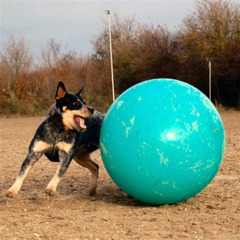 Blue Heeler Dog Breed Temperament Diet And Training - Platpets - Training Resources For Your Pet