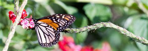 A beautiful butterfly from the botanical garden [4054x1397] : r/MacroPorn