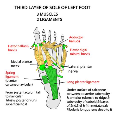 Instant Anatomy - Lower Limb - Areas/Organs - Foot - Plantar ligaments (long & short)