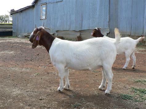 Australian Boer Goat – Cluny Livestock Exports Pty Ltd