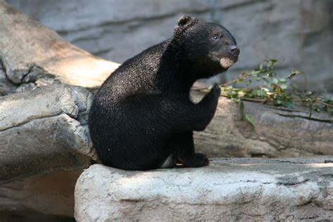 Asiatic Black Bear Cub | DBC | Flickr