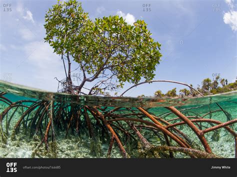 Mangrove tree root system - Offset stock photo - OFFSET