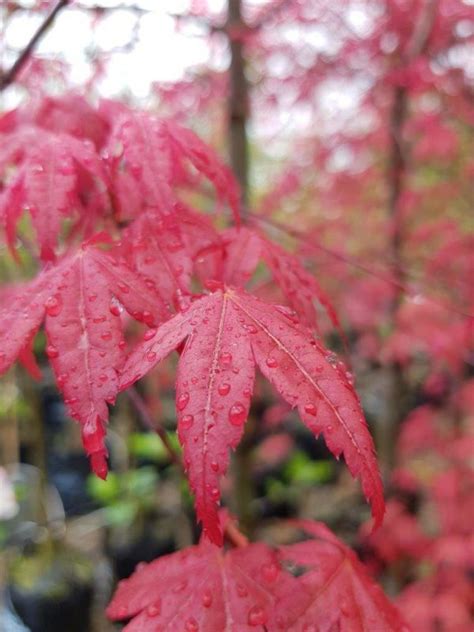 ACER Shindeshojo | Japanese Maple | Easy Big Trees | NZ