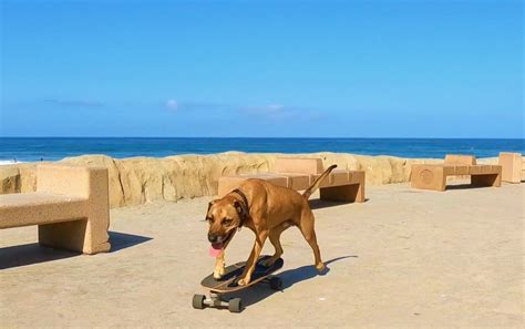 Skateboarding dog - Wikiwand