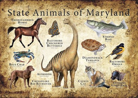 Maryland State Animals Poster Print | Etsy