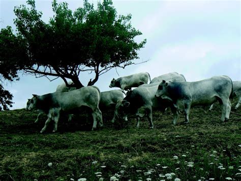 Gascony Mirandesa Cattle — Google Arts & Culture