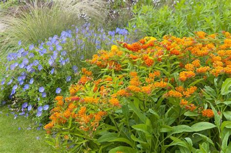 Asclepias tuberosa (Butterfly Weed)