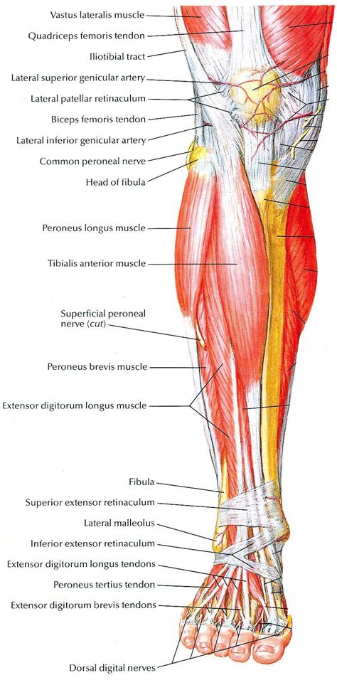 muscles of lower leg #glutes | Muscle anatomy, Body anatomy, Lower leg muscles