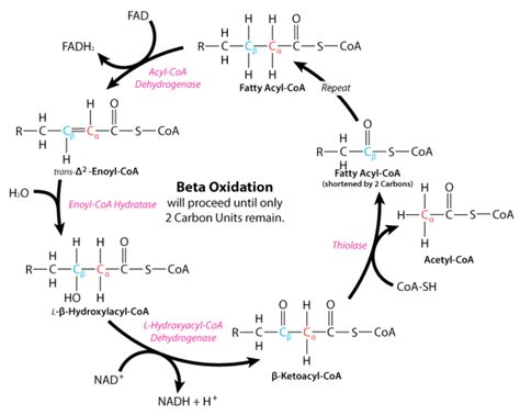 Beta Oxidation