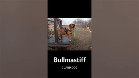 Bullmastiff : Guard Dog - YouTube