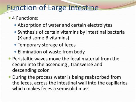 PPT - Digestive System PowerPoint Presentation, free download - ID:2271940