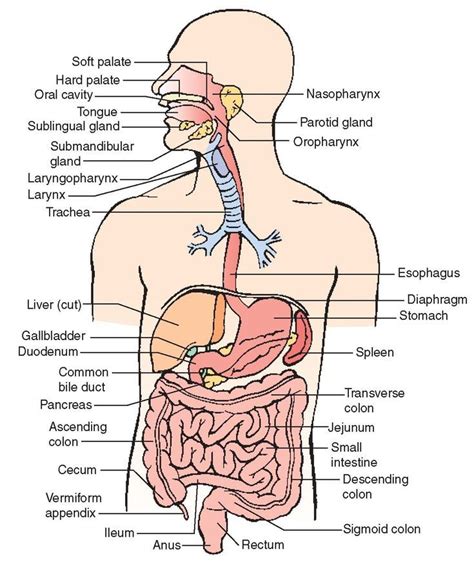 Human Digestive System Labeled