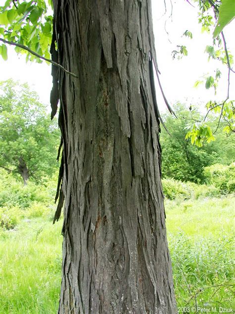 Carya ovata (Shagbark Hickory): Minnesota Wildflowers