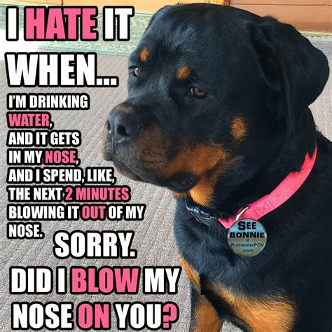 Funny Rottweiler Memes and Pictures Only at www.rottweilerpov.com Like ...