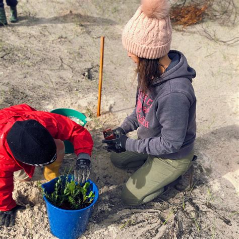 Tree planting brings environment back from the ashes - South Coast ...