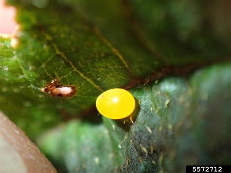 Giraffe Weevil Beetle: Identification, Life Cycle, Facts & Pictures