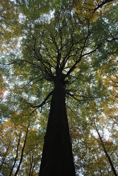 European beech in the Sonian Forest, Hoeilaart, Belgium | Beech tree, Beautiful tree, Nature tree