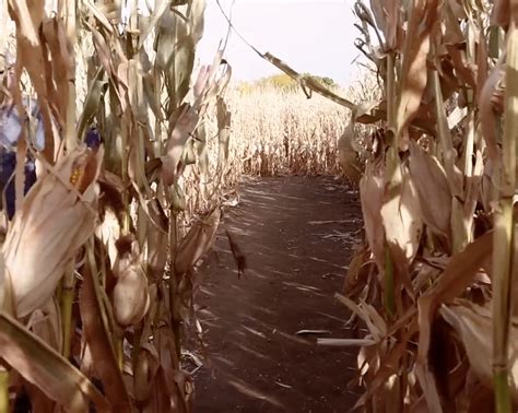 Corn Mazes from Mild to Wildly Scary, October 25-31!