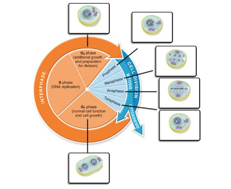 Solved Which of these images is correctly paired with | Chegg.com