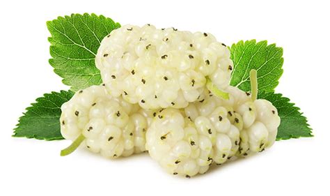 Extract from roots of Morus alba (white mulberry) can treat metabolic ...