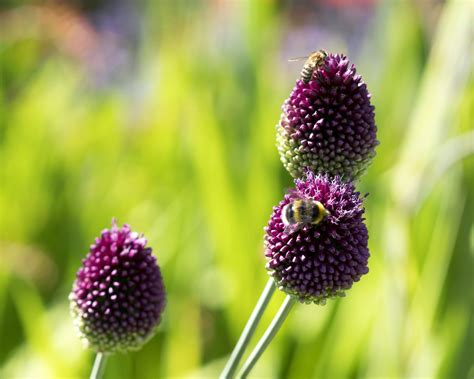 Allium sphaerocephalon ('Drumsticks') bulbs — Buy online at Farmer Gracy UK