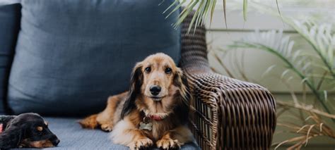 Why Is Your Dog Hiding Behind the Couch and How Can You Help? – Relievet