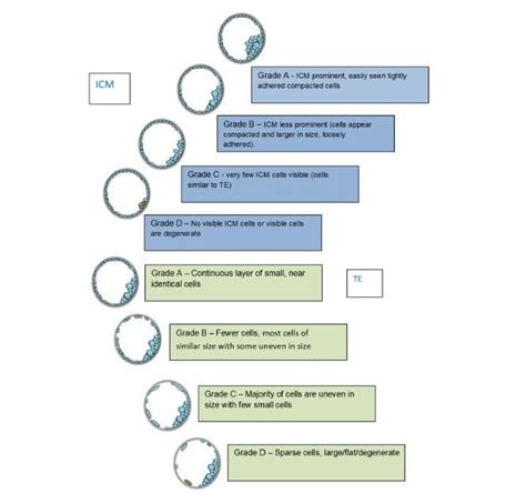 Embryo Grading and Success Rates UK | FAQs Answered