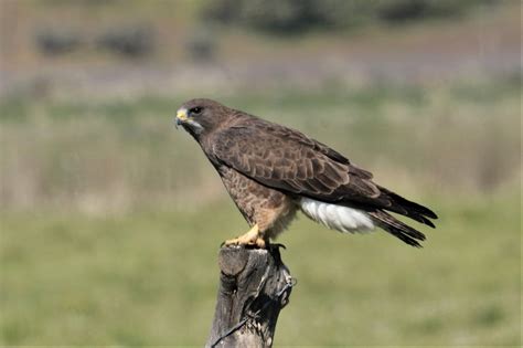 Swainson's Hawk - East Cascades Audubon Society