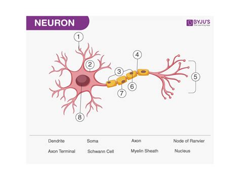 Neurons & Neuroglia 101 Diagram | Quizlet